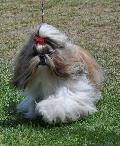 Shih-tzu