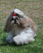 Cães