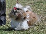 Cães