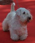 Sealyham Terrier