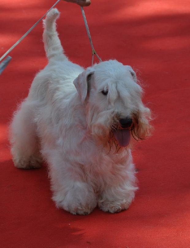 Sealyham Terrier