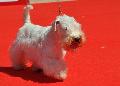 Sealyham Terrier