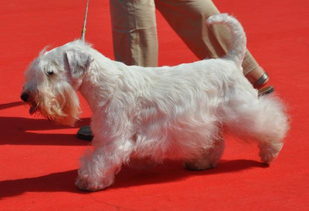 Sealyham Terrier