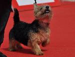 Cães