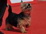Norwich Terrier