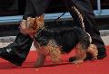 Norwich Terrier