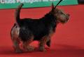 Norwich Terrier