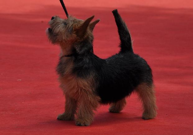 Norwich Terrier