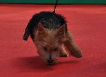 Cães
