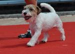 Cães