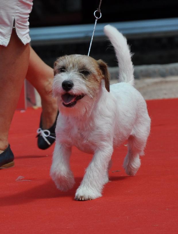 Jack Russel Terrier