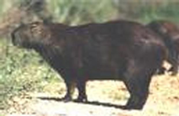 Capivara