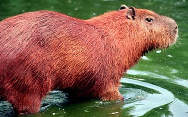Capivara