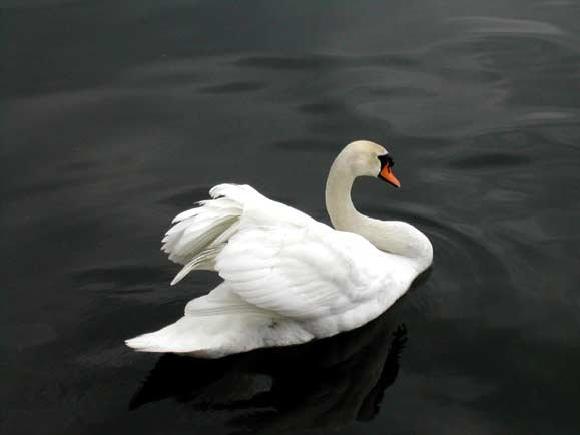Cisne