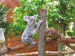 Koala macho do Jardim Zoológico emigra para França