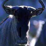 Animais selvagens