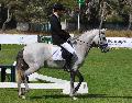 Cavalo Lusitano - Dressage