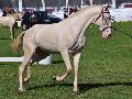 Lusitano
