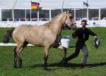 Cavalos