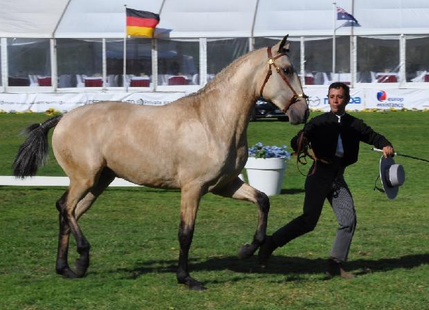 Lusitano