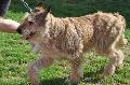 Cão de Pastor da Picardia
