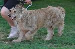 Cães