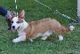 Welsh Corgi Cardigan