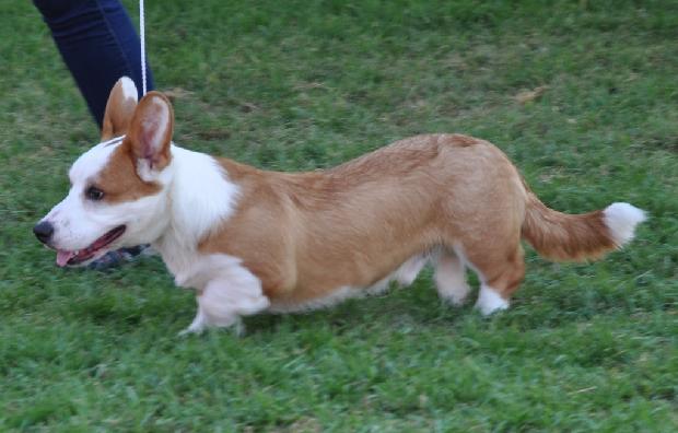 Welsh Corgi Cardigan
