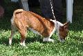 Basenji