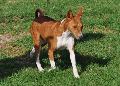 Basenji