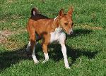 Cães