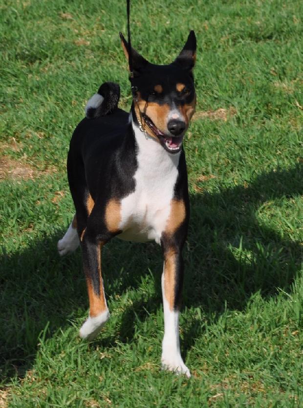 Basenji Tricolor