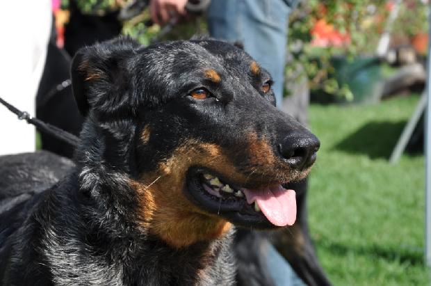 Cão de Pastor de Beauce