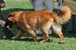 Cães