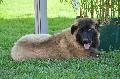 Cão da Serra da Estrela