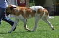Cão de Gado Transmontano