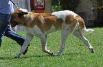 Cães