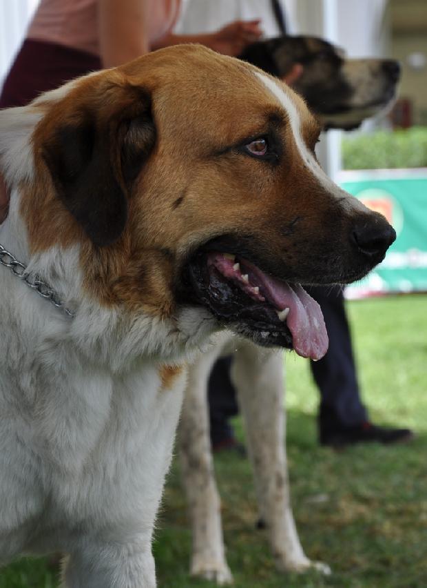 Cão de Gado Transmontano