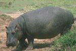 Hipopótamos de Pablo Escobar geram controvérsia