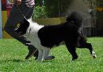 Cães