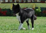 Cães