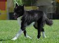 Cão de Ursos da Carélia