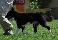 Cão de Ursos da Carélia