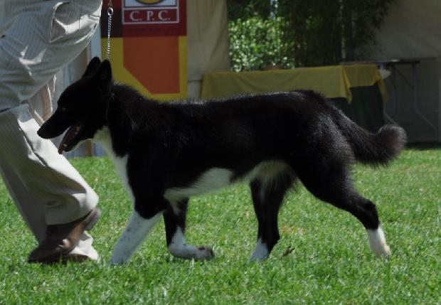 Cão de Ursos da Carélia