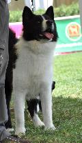 Cão de Ursos da Carélia