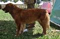 Nova Scotia Duck Tolling Retriever