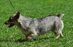 Cães