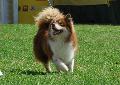 Cão Filandês da Lapónia