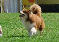 Cão Filandês da Lapónia