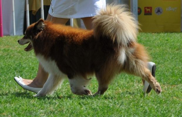 Cão Filandês da Lapónia